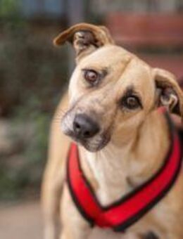 Wer öffnet sein Herz für Blondie ? - München