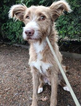 Luno, mit dem besonderen Hundeblick - Berlin