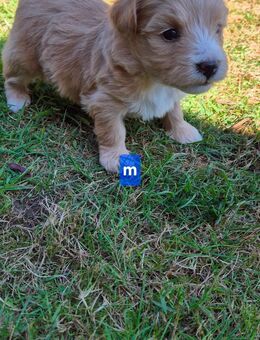 Malteser Toypudel männlich/weiblich Cremefarbe - Rahden