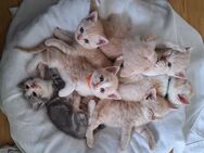BKH Kitten, Britisch Kurzhaar Kitten - Stolpen