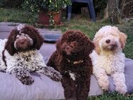 Lagotto Romagnolo - Steinach