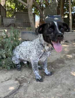 Rocky - sitzt verzweifelt im Tierheim - Köln