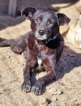 Aurora, freundlich und aufgeschlossen - Bochum