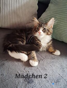 Maine coon kitten - Artern (Unstrut)