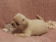 Chihuahua Welpe - Leipzig