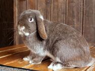 GEIMPFTE zutrauliche Zwergwidder Häsin 1,5 Jahre Zwergkaninchen Hase - Büchlberg