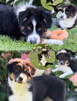 Australian Shepherd Welpen - Sarlhusen