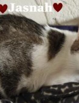 Jasnah sucht Ihr Glück - Stein-Wingert