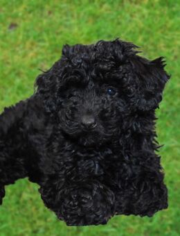 Toypudelwelpen Zwergpudelwelpen Toypudel Zwergpudel, Welpen - liebevoll aufgezogen - Magdeburg