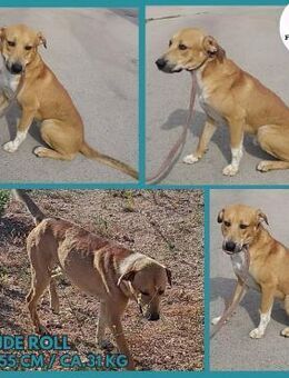 Mischling Roll sucht eine Familie - Margetshöchheim