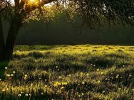 Großes Baugrundstück mit Weitblick für Ihr Traumhaus - Natur pur in Stadtnähe - Essen