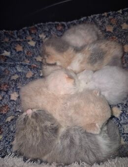 BKH- Britisch kurzhaar Katzen - Römhild