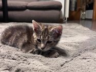 Kleine Katze sucht ein neues Zuhause - Gladbeck