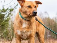 Verschmuste Margo sucht ruhiges Zuhause - Duisburg