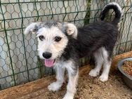 ❤️Sanftes Welpenmädchen Tilly ❤️ - Eislingen (Fils)