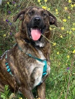 Wilson sucht passende Menschen - Untergruppenbach