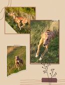 Deckrüde "Windhund" in 99955