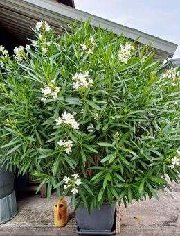 Oleander zu verkaufen - Frasdorf