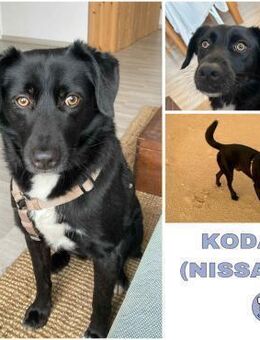 KODA -treuer Begleiter- - Duisburg