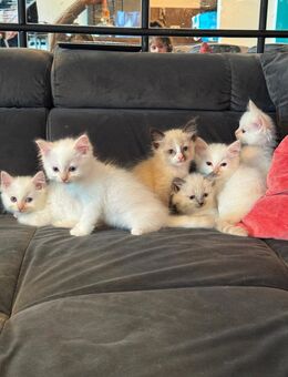 Wunderschöne reinrassige Ragdollkitten - München Thalkirchen-Obersendling
