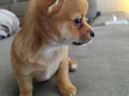 Welpenmix Chihuahua, Pomeranian,Malteser - Leichlingen (Rheinland, Blütenstadt)