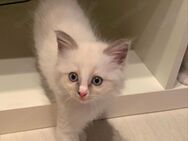 Baby Katzen, Ragdollkitten mit blauen Augen - Neustadt (Aisch)