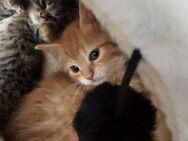 3 rote Katzenbabys suchen ein zu Hause ! - Langelsheim