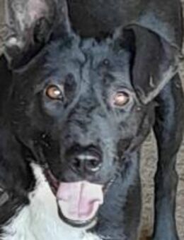 Amico ist ein ganz ein Lieber 🐾 - Elsdorf (Nordrhein-Westfalen)