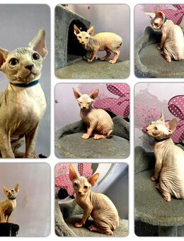 Canadian Sphynx Kitten mit Stammbaum , Mädchen, Reinrassig - Erlangen