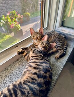 2 Bengal Weibchen abzugeben - Laufen Zentrum