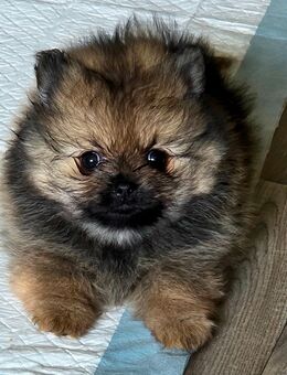 Pomchi Welpe Pomeranian mix - Leverkusen