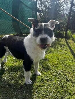 Liebevoller Clown, Rüde, 6 Jahre - Kappeln (Schleswig-Holstein)