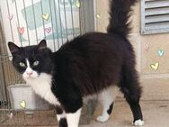 Wunderschöner Langhaar-Kater Pete - Bad Camberg