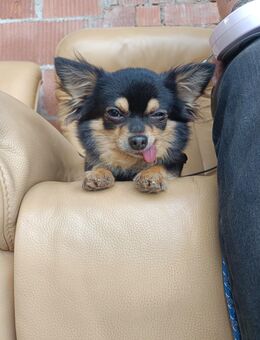 Langhaar Chihuahua sucht ein neues Zuhause - Kappelrodeck