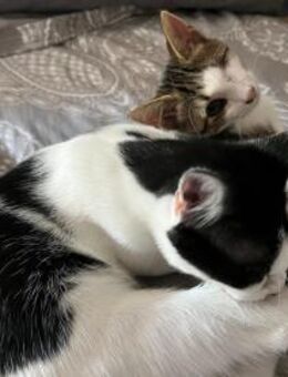 Unsere süßen Geschwisterchen Liv + Vidar - Berlin