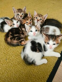 Bengal Mischung Katze - Gaggenau