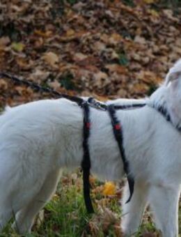 Zuckerschnute Baba sucht ihr Zuhause - Neuss