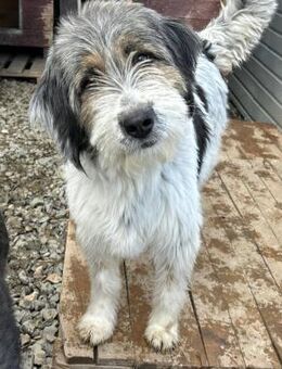 Charakterstarke und freundliche PINA! - Korschenbroich