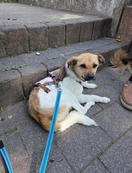 Buddy - Charmeur mit Knicköhrchen - Löwenberger Land