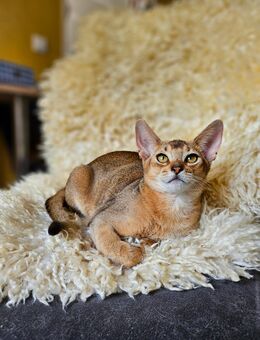 Abessinier Kitten Kastriert Abholbereit - Witten