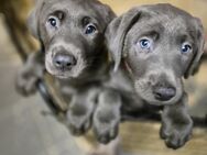 Wunderschöne,reinrassige Labradorwelpen suchen liebevolles zu Hause - Ahaus Zentrum