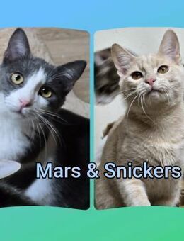 MARS&SNICKERS - Zwei süße Bübchen! - Sulzbach-Laufen