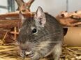 Degu (männlich) sucht liebevolles Zuhause in 74076