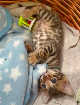 Noch ein reinrassiges Bengal Kätzchen sucht Zuhause - Erfurt