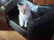 Main Coon Kitten - Marpingen