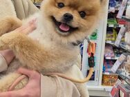 Wunderschöner Pomeranian Boo „Nelo“ sucht ein liebevolles Zuhause - Rödermark