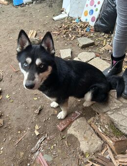 Sarah - großes Herz auf 4 Pfoten (I) - Ludwigshafen (Rhein)