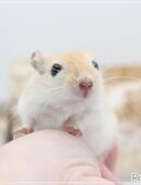 Zauberhafte, zahme Rennmäuse in 82544