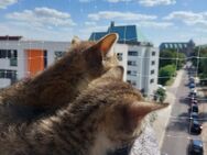 2 kleine kitten :) - Magdeburg