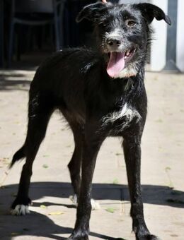 Pati, sanft, sehr sozial, diplomatisch - Westerholt